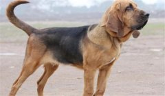 寻血猎犬三角洲怎么处理（三角洲行动寻血猎犬怎么处理外挂）