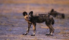 三角洲手游有猎犬吗（三角洲手游的猎犬长什么样？）