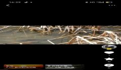 三角洲行动手游免费怎么下载（给我一个《三角洲行动》手游的免费下载链接）